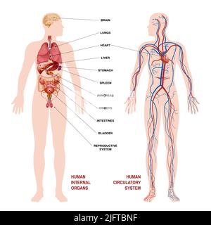 Puntatori di concetto di sistema circolatorio per organi umani interni per chiarezza con descrizione della posizione dell'organo illustrazione vettoriale Illustrazione Vettoriale