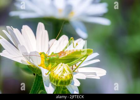 Locusta su un fiore. Pest Foto Stock