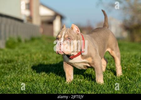 Un cane cucciolo americano Bully maschile tasca seduto sull'erba Foto Stock