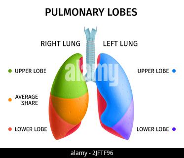 Sistema respiratorio polmonare umano Lobi inferiori superiori diagramma anatomico grafico informativo colorato poster medico illustrazione vettoriale Illustrazione Vettoriale