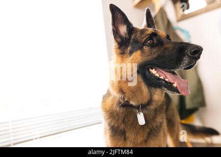Pastore tedesco che guarda via e ansimare mentre si alza contro la finestra a casa, copia spazio. Luce del sole, inalterato, cane, animale e concetto di animale domestico. Foto Stock