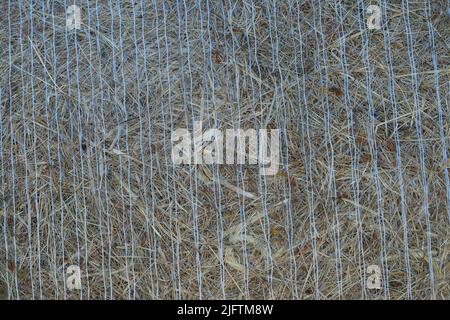 Tessitura di paglia di grano. Primo piano, vista frontale. Fieno essiccato su rotoli nel campo. Ampio rotolo di fieno sparato frontalmente. Primo piano di grandi rotoli rotondi di fieno. Foto Stock