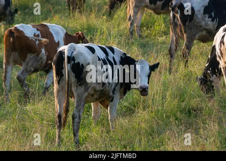 Fila di mucche curiosi in posizione verticale in un prato verde in un pascolo, una vista panoramica ampia Foto Stock