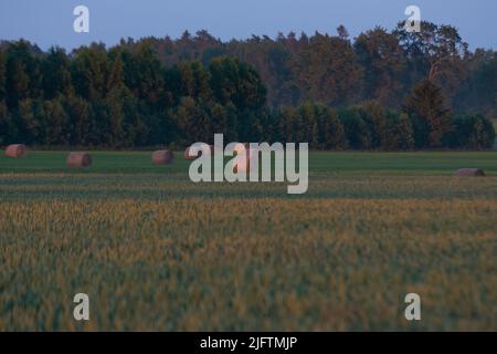 rotoli di fieno af in verde prato autunnale. agrocultura di campagna Foto Stock