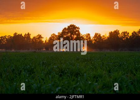 Silhouette di alberi di frassino in un campo di grano in tempo nebbia durante l'alba Foto Stock