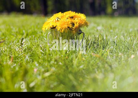 dente di leone al secchio sull'erba. Bouquet di fiori gialli di dente di leone nella soleggiata giornata estiva Foto Stock
