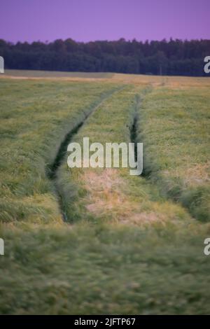 Le tracce del veicolo su un campo di grano al tramonto con un colorato di rosa sky Foto Stock