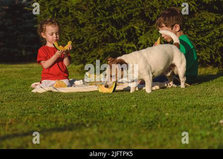 I bambini che hanno pic-nic all'aperto mangiando l'anguria gialla sull'erba e trattando il loro cane con una fetta grande di frutta Foto Stock