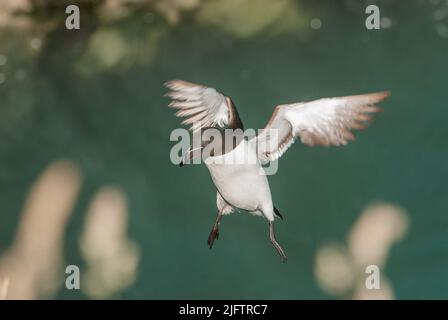 Razorbill (Alca torda) in volo di ritorno alla sporgenza di allevamento sull'isola di Skomer Foto Stock