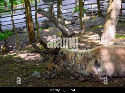 Renna maschile giacente all'ombra di un albero in un giardino animale in Svezia Foto Stock