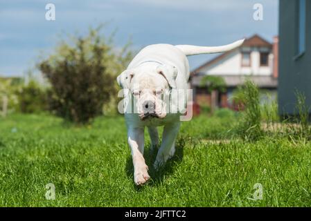 Cappotto bianco americano Bulldog guardia la casa Foto Stock