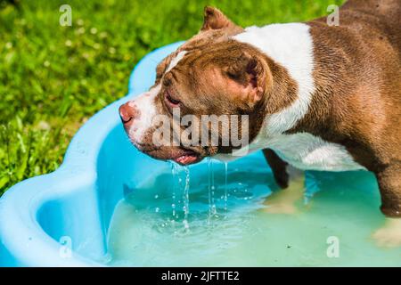 Il cane Bully americano sta nuotando in piscina Foto Stock