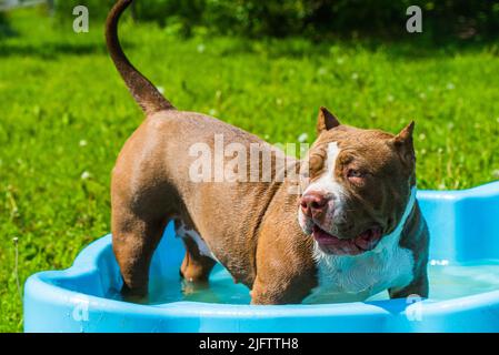 Il cane Bully americano sta nuotando in piscina Foto Stock