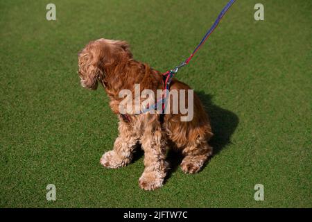 spaniello marrone americano con colar in pelle Foto Stock