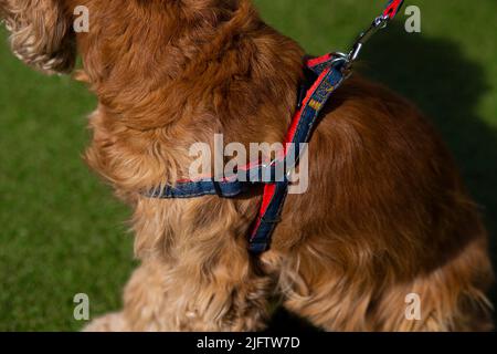 con colar blu english springer spaniel su sfondo verde Foto Stock