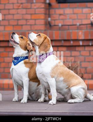 due jack russell terrier cucciolo con corallo colorato Foto Stock