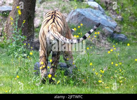 La tigre amour si è immersa nell'erba, raffreddando o giocando - pericoloso gatto selvatico Foto Stock