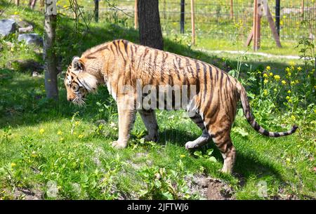 La tigre amour si è immersa nell'erba, raffreddando o giocando - pericoloso gatto selvatico Foto Stock