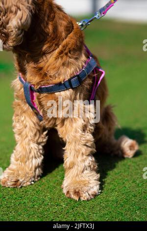 spaniello coccer americano marrone con colar blu Foto Stock