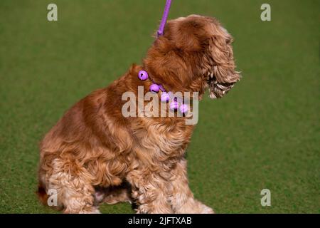 carino cocker inglese spaniel cucciolo su erba Foto Stock