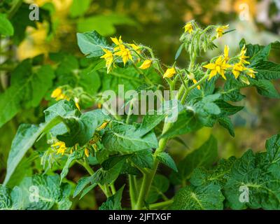 Pomodori ciliegini in fiore con un piccolo pomodoro giovane - fuoco selettivo Foto Stock