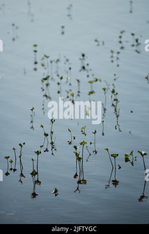 Piante che germogliano da sotto acqua durante acqua alta. Bellissimi riflessi e ombre sull'acqua. Foto Stock