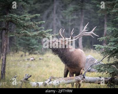 Big bull alce che scava nella foresta , Jasper NP, Canada Foto Stock