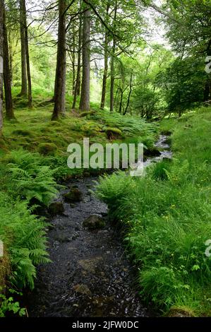 Ruscello attraverso il bosco vicino Hodge Close Quarry, Coniston, Cumbria Foto Stock