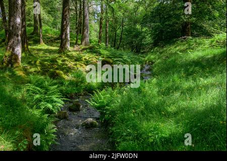 Ruscello attraverso il bosco vicino Hodge Close Quarry, Coniston, Cumbria Foto Stock