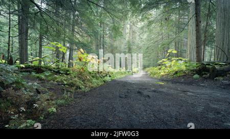 Sentiero centrato che conduce attraverso verde e umido foresta pluviale, prospettiva bassa, Monte Robson PP, Canada Foto Stock