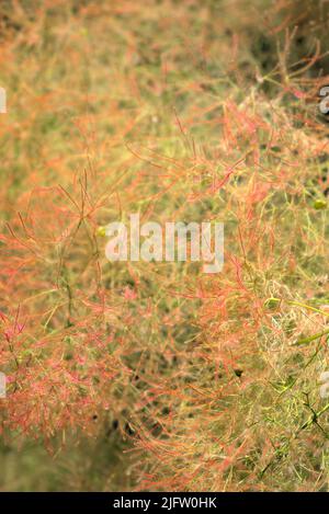 Fiori naturali pelosi di un albero di parrucca; cotinus coggygria, Anacardiaceae Foto Stock