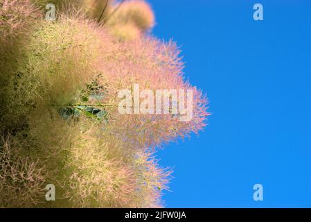 Fiori naturali pelosi di un albero di parrucca; cotinus coggygria, Anacardiaceae Foto Stock