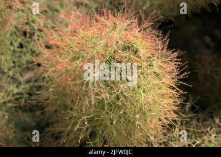 Fiori naturali pelosi di un albero di parrucca; cotinus coggygria, Anacardiaceae Foto Stock