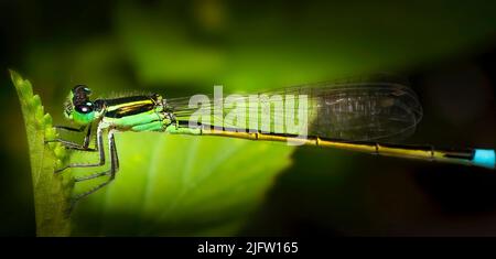 Una bella damselfly perches per un momento su una piccola foglia prima di volare via alcuni momenti più tardi. Foto Stock