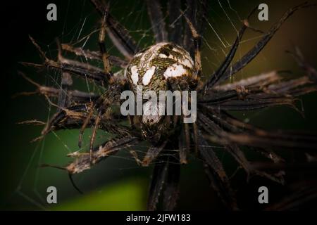 Un ragno Arabesque Orb Weaver siede su un fiore selvatico morto e attende preda in questa macro fotografia. Foto Stock
