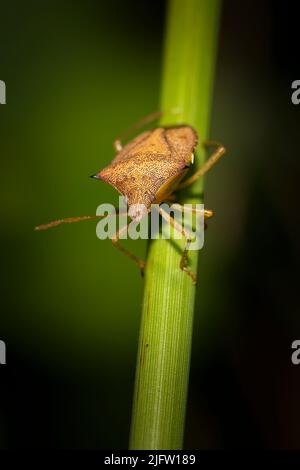 Un bug puzzolente noto come Spined Soldier Bug si trova su un gambo di fiori nelle Everglades della Florida. Foto Stock