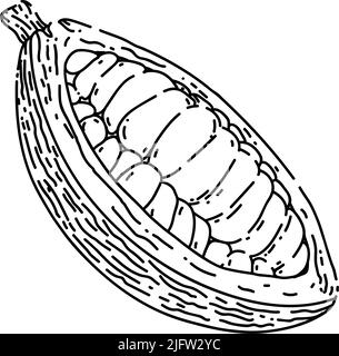 disegno a mano del fagiolo di cacao vettore disegnato a mano Illustrazione Vettoriale