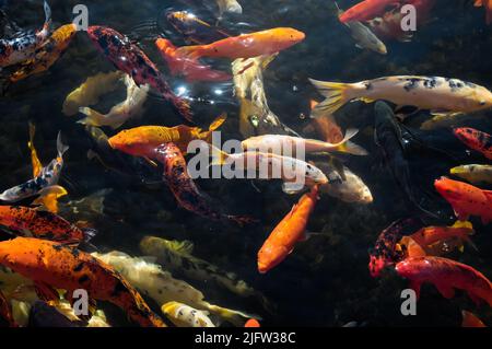 Molti carpe Koi colorati in un laghetto scuro Foto Stock