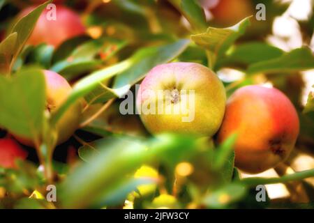 Primo piano di mele che crescono in un frutteto soleggiato o fattoria all'aperto. Frutta fresca cruda coltivata e raccolta da alberi con foglie in giardino Foto Stock