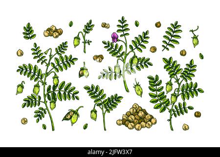 Set di elementi di progettazione di ceci. Collezione di botanica colorata disegnata a mano. Illustrazione vettoriale nello schema di schizzo Illustrazione Vettoriale