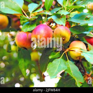 Spazio copia con mele che crescono in un frutteto soleggiato all'aperto. Primo piano di un mazzo di frutta fresca coltivata e raccolta da alberi in un Foto Stock