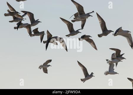 Fiocco di gabbiani con retroilluminazione morbida in volo sulla costa settentrionale del portogallo Foto Stock