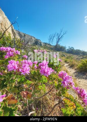 Fiori rosa selvaggi accanto a un sentiero escursionistico in una giornata di sole a Città del Capo in estate. Fiorisce la malva luminosa che cresce sul sentiero pedonale Table Mountain a sud Foto Stock