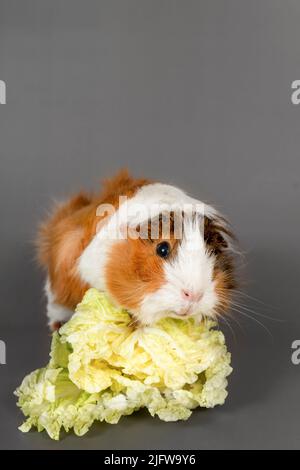 Rosetta di maiale della Guinea su sfondo grigio. Soffice cavia roditore carino mangiare cavolo su sfondo colorato Foto Stock