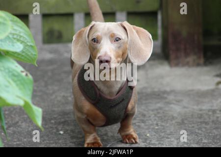 yoshi , cute dachshund 2022 preso nel galles del sud Foto Stock