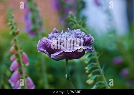 Fiori di papaveri color porpora sbocciano in un campo selvaggio. Bel campo di papaveri con fuoco selettivo. Papaveri viola colorati in luce soffusa. Glade Foto Stock