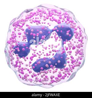 Neutrofili . Polimorfonucleare (PMN). Globuli bianchi con membrana trasparente e Multinucleo e molti granulati . Fondo bianco isolato . Foto Stock