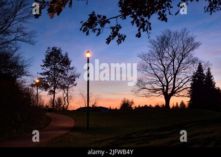 Silhouette di acero con il sentiero nel parco pubblico illuminato da luce di strada Foto Stock