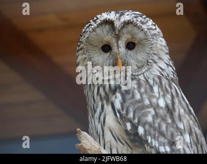 Un primo piano di un gufo uralensis (Strix uralensis) su uno sfondo di legno sfocato Foto Stock