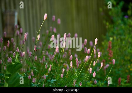 Un giardino di Persicaria bistorta in fiore rosa e foglie verdi fresche. Una bella foto di sfondo sfocato di fiori freschi rosa in una giornata di sole. Primo piano Foto Stock